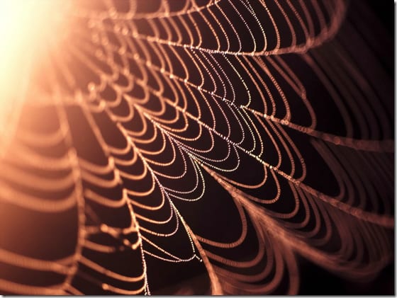 паук на паутине крупным планом