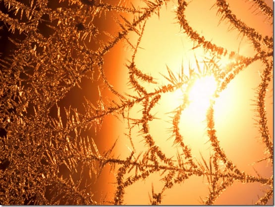 микроскопическое изображение паучьей нити