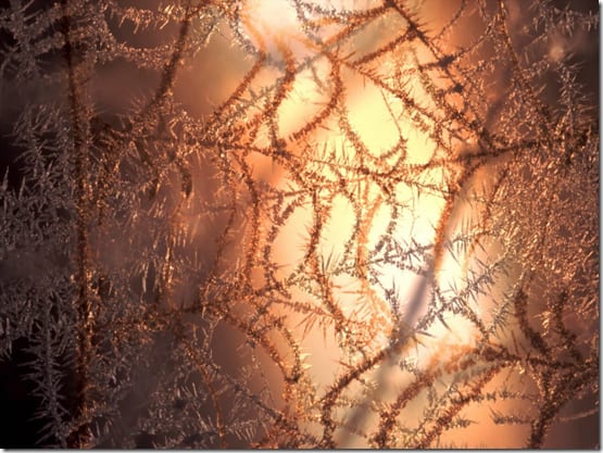 крупный паук кругопряд