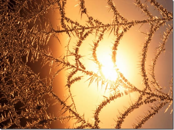 паутина под увеличением