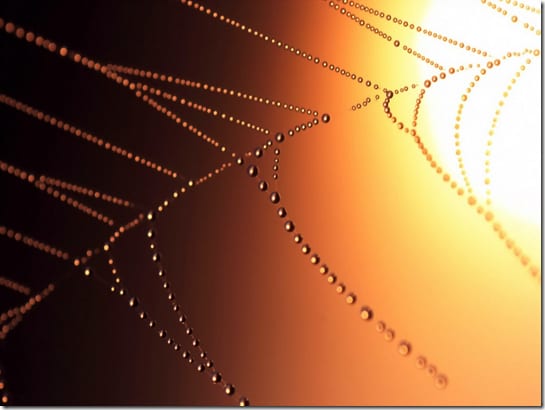 тонкая паучья нить под микроскопом