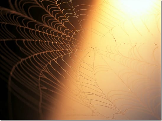 перспективы применения паучьего шелка в оптике и нанотехнологиях