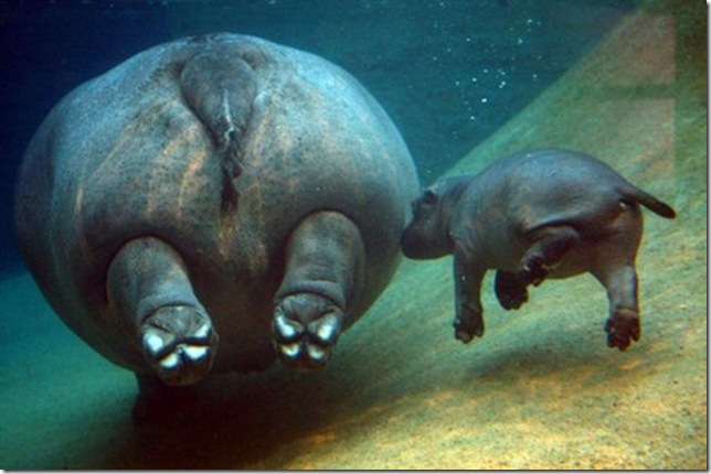 Animals-mmmmm-nil-nice-animals-UNDERWATER-hippos_large