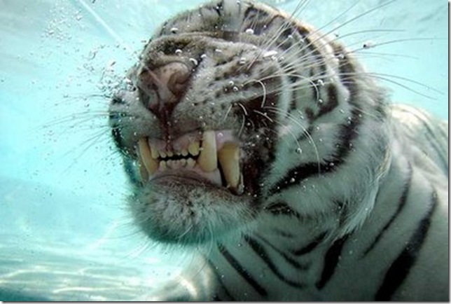 White Tiger Underwater 005