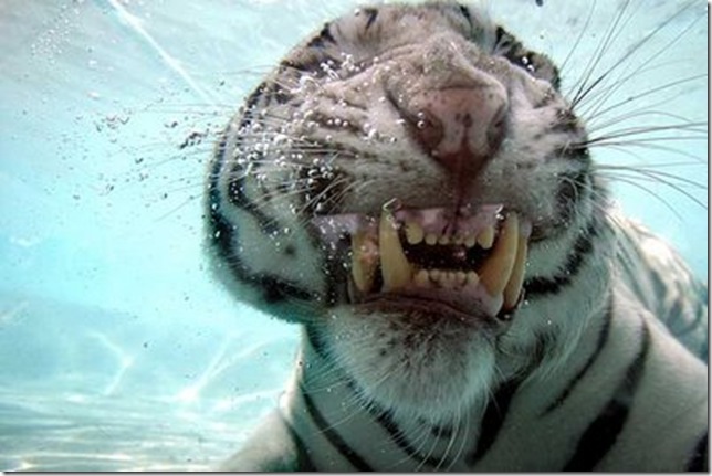 White Tiger Underwater 007