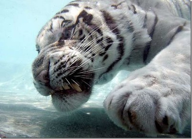 White Tiger Underwater 008