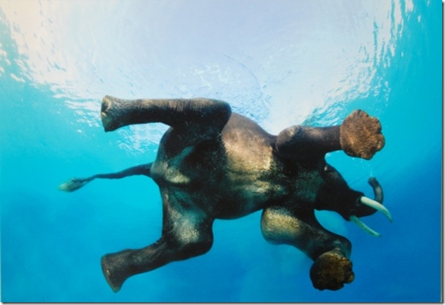 elephant-swimming-underwater-from-asgerd-scotland-uk
