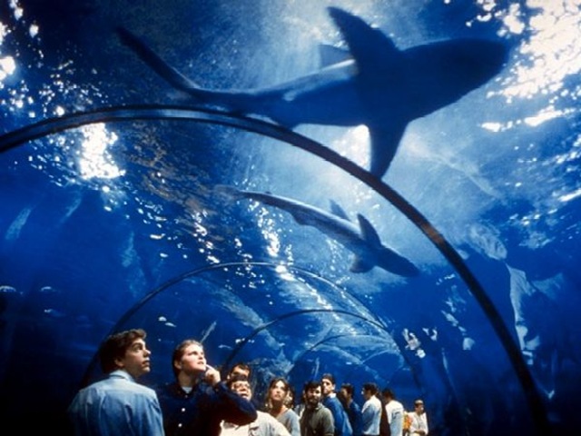 TUNNEL_Aquarium