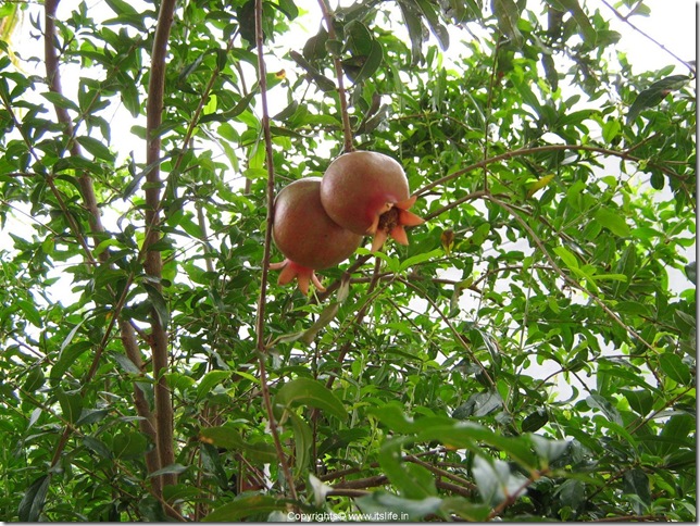 goodness-of-nature-pomegranatefruit2