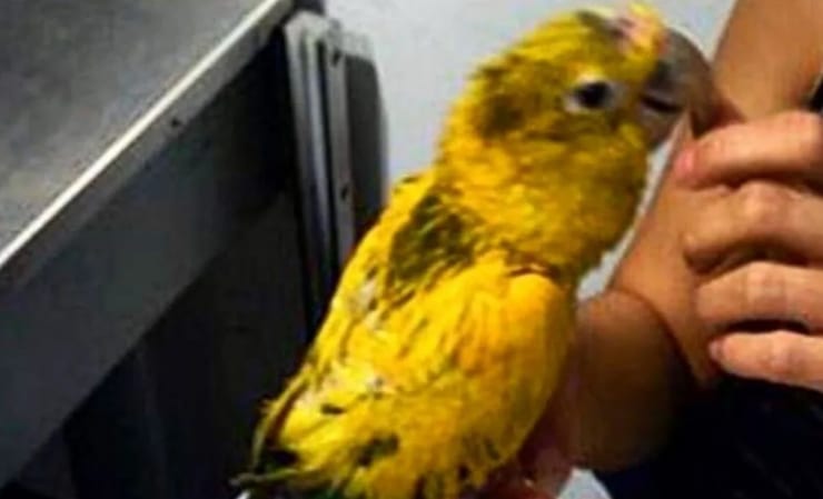 найденный в багаже попугай