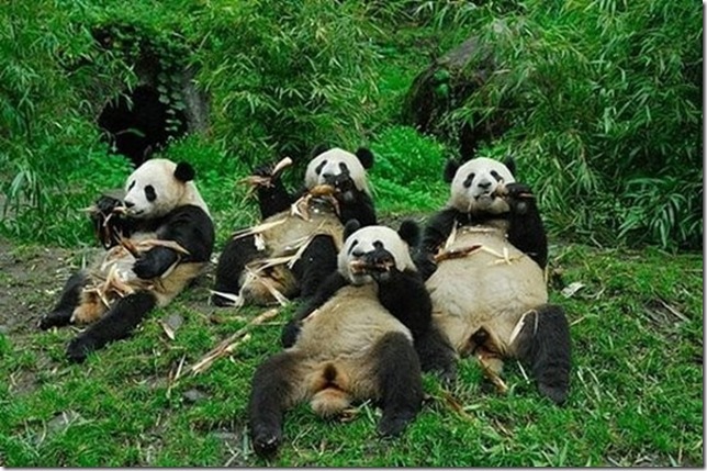 Funny-Animals-fun-юмор-animals-panda-funny-animals-pics-3_large