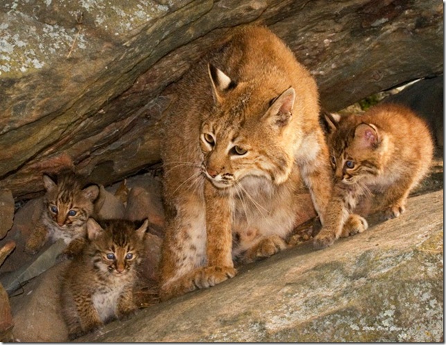 Bobcat_Mother_and_Kittens_in_Den_1