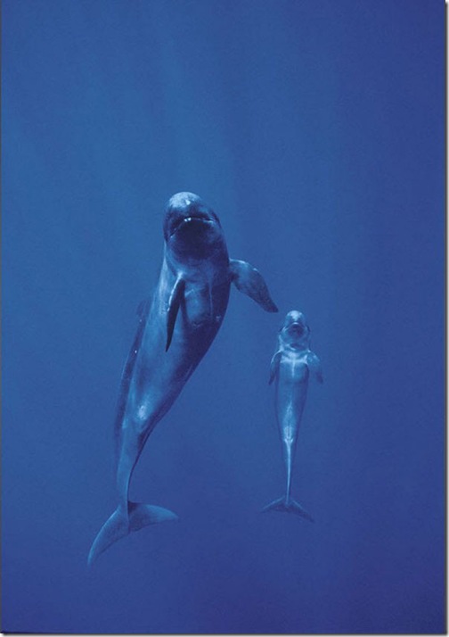 baby_dolphin_with_mother