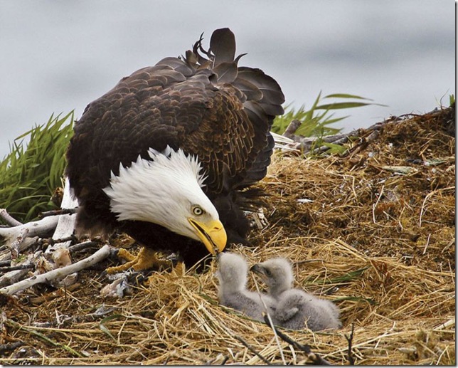 baby_eagles_with_mother_eagle