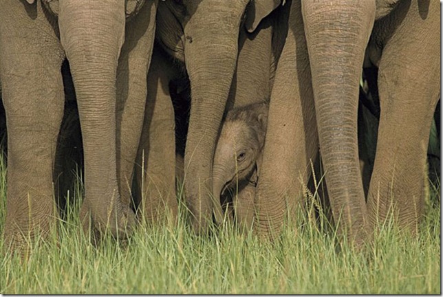 baby_elephant_with_mother