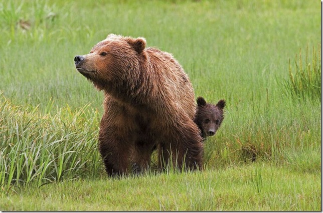baby_grizzly_bear_with_mother