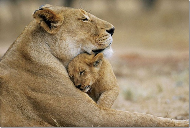 baby_lion_with_mother_02