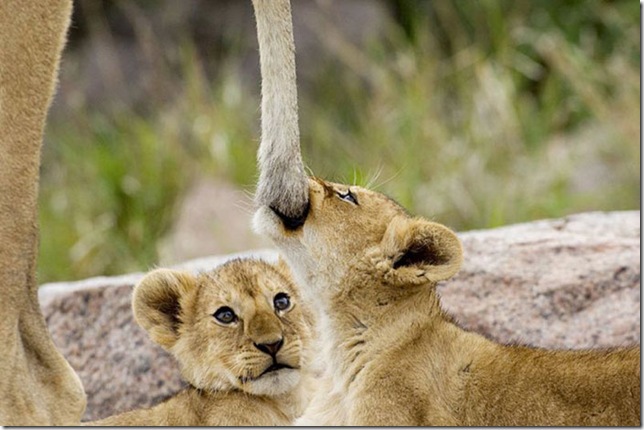 baby_lion_with_mother