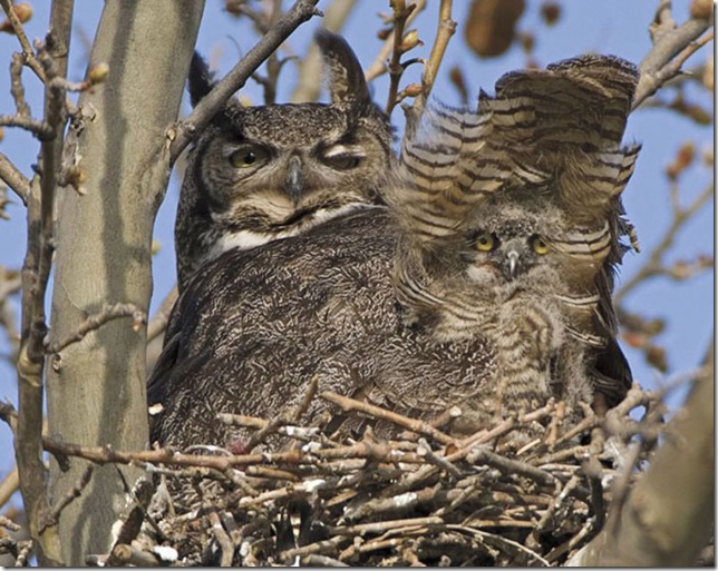 baby_owl_with_mother