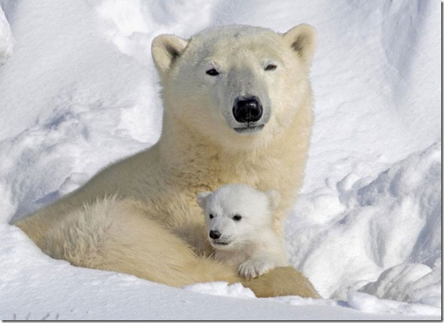 baby_polar_beer_with_mother