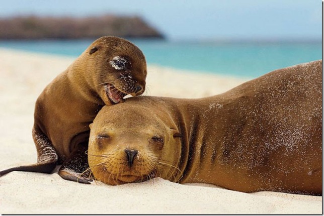 baby_seal_with_mother