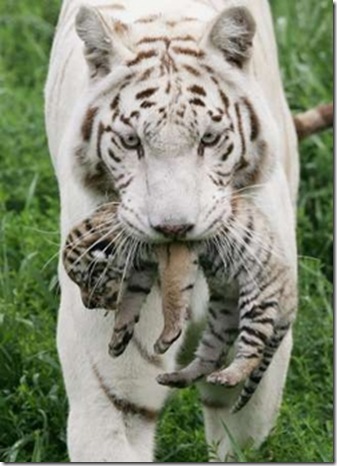 small-tiger