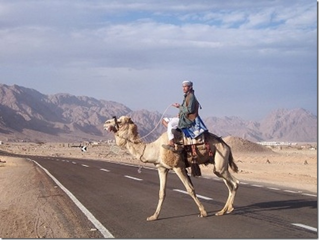 camel_crossing_road