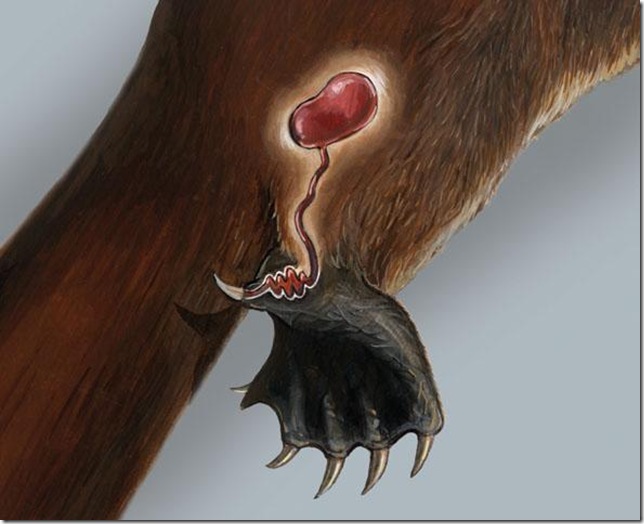 Утконос демонстрирует шпору