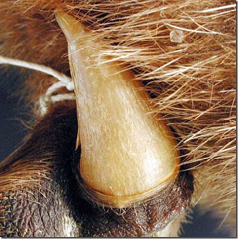 Строение ядовитой шпоры