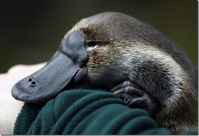 Утконос в поисках пищи