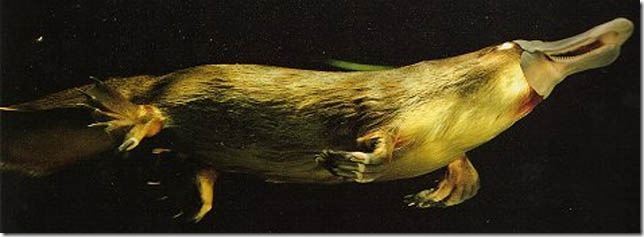 Сравнение анатомии утконоса с другими животными