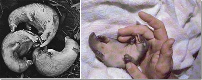 Сравнение утконоса с другими животными