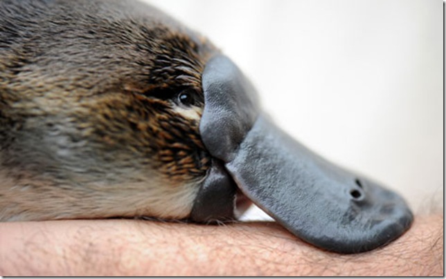 Ядовитая шпора утконоса