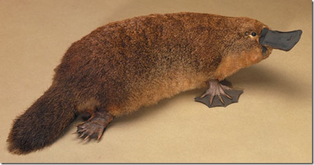 Сравнение размеров утконоса