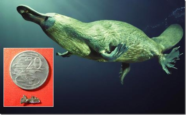 Утконос на берегу водоема