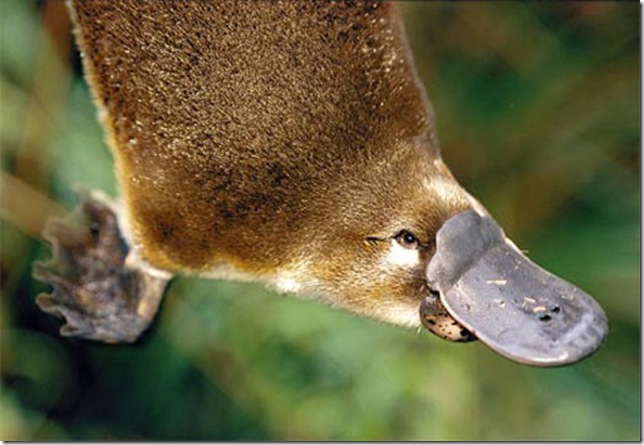 Утконос в воде крупным планом