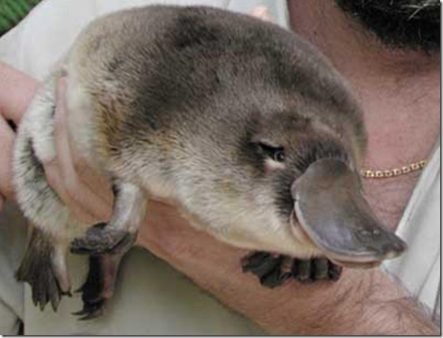 Утконос греется на солнце