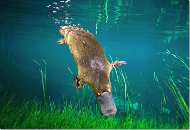 Утконос в природной среде