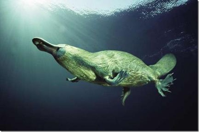 Утконос на камне