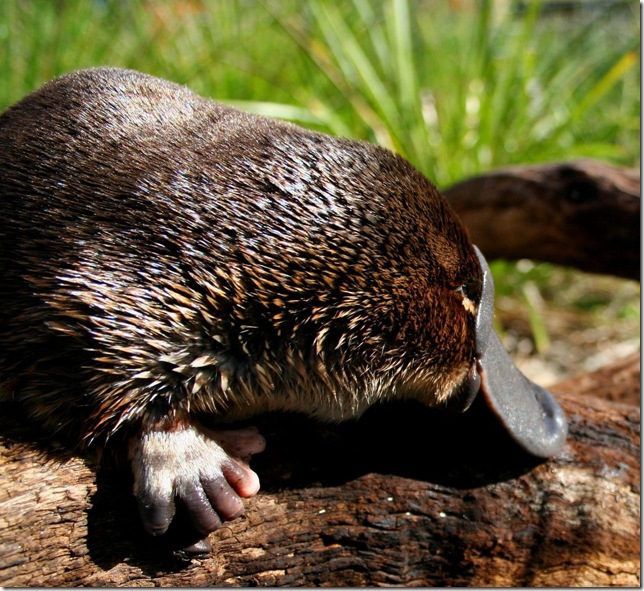 Семья утконосов