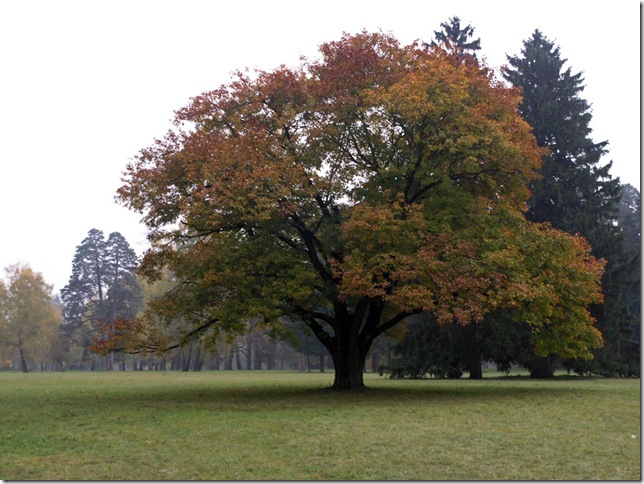 Большая поляна в дендропарке