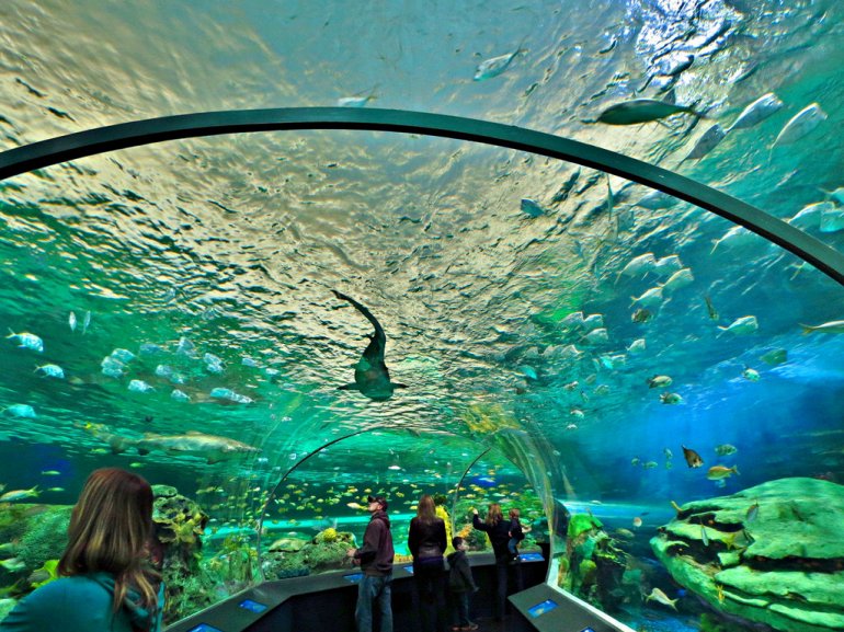 аквариум рипли