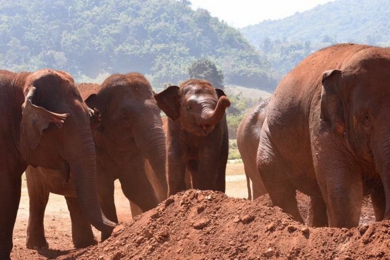 слоны Таиланда