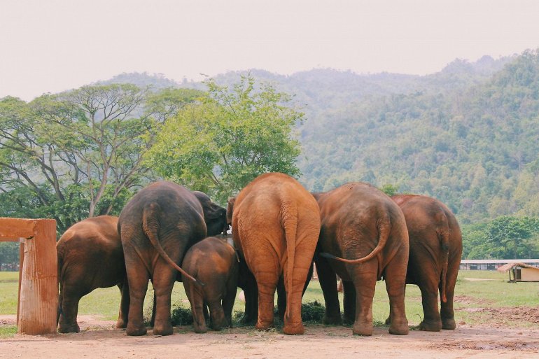 парк слонов чиангмай
