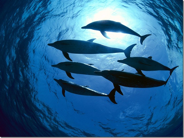 Atlantic Spotted Dolphins, Bahamas pictures underwater photos