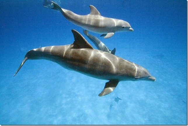 Bottlenose dolphin and youngster