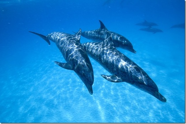 Spotted dolphins copy