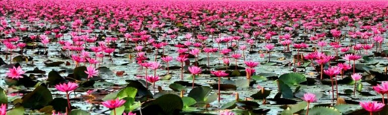 озеро красного лотоса в Таиланде