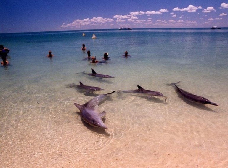 дельфины пляжа Манки-Миа