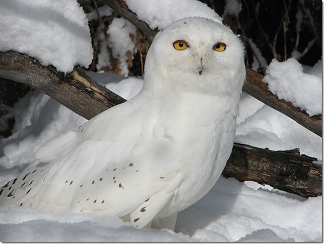 Snowy-Owl-7